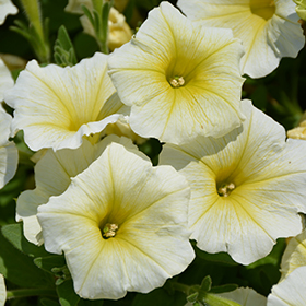 Plant Photo 1