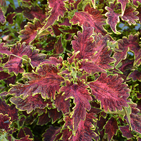 Plant Photo 10