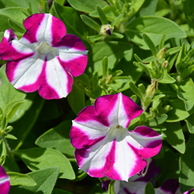 Plant Photo 7
