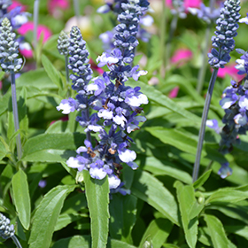 Plant Photo 7