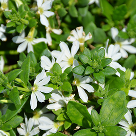 Plant Photo 3