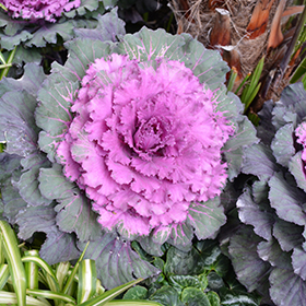 Plant Photo 7