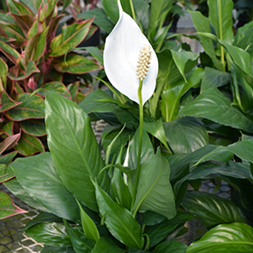 Plant Photo 10