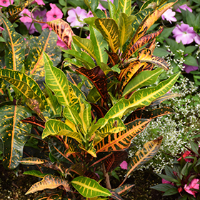Plant Photo 9