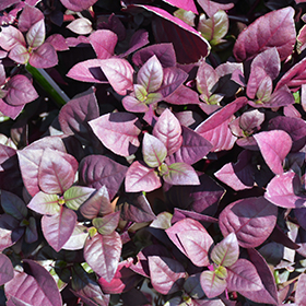 Plant Photo 8