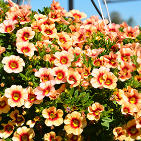 Plant Photo 10