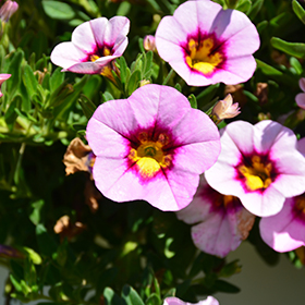 Plant Photo 2