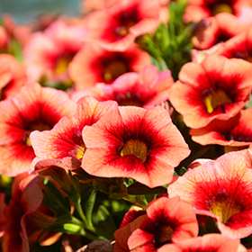 Plant Photo 1