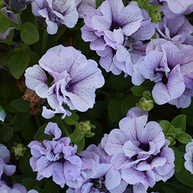 Plant Photo 9