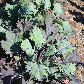 Plant Photo 7