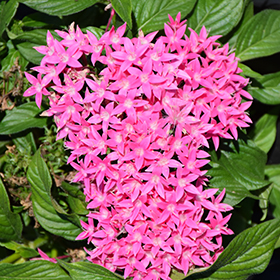 Plant Photo 8