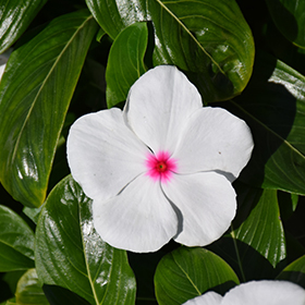 Plant Photo 4