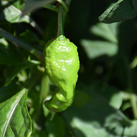 Plant Photo 2