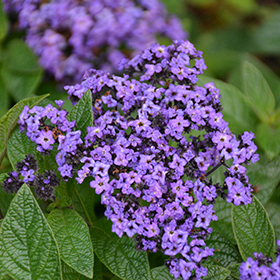Plant Photo 4