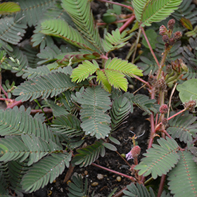 Plant Photo 6
