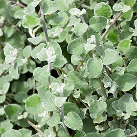 Plant Photo 2