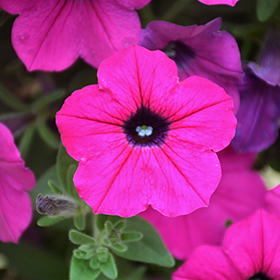 Plant Photo 1