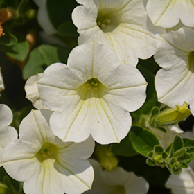 Plant Photo 6
