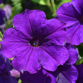 Plant Photo 8