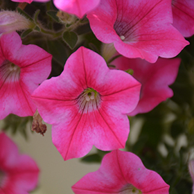 Plant Photo 5