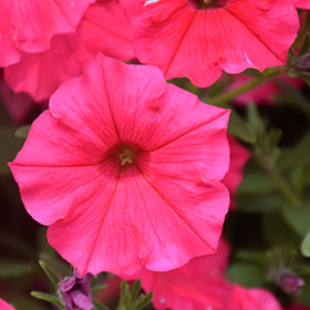 Plant Photo 4