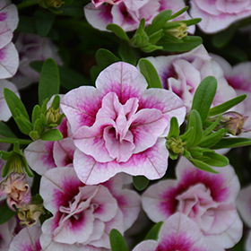 Plant Photo 5