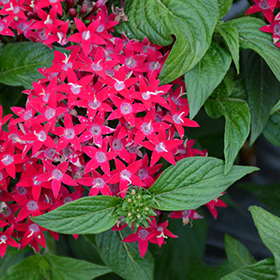 Plant Photo 9