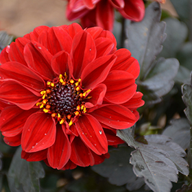 Plant Photo 10