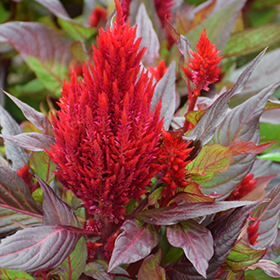Plant Photo 5