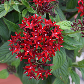 Plant Photo 10