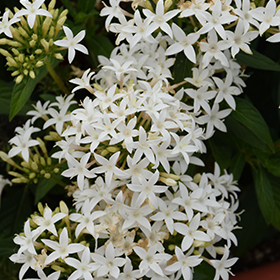 Plant Photo 1