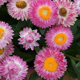 Plant Photo 6