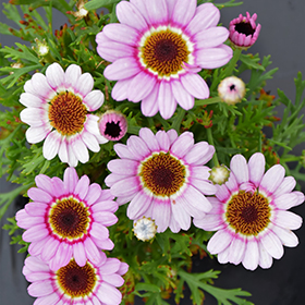 Plant Photo 8