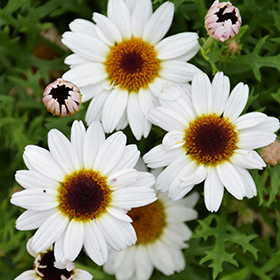 Plant Photo 9