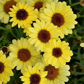Plant Photo 10