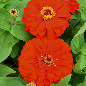 Plant Photo 7