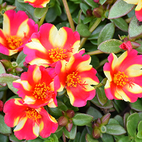 Plant Photo 3