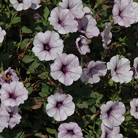 Plant Photo 4