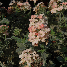 Plant Photo 9