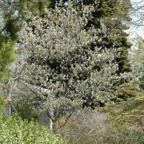 Plant Photo 1