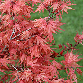 Plant Photo 9