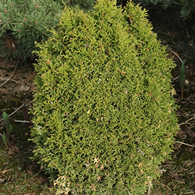 Plant Photo 1