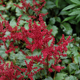 Plant Photo 4