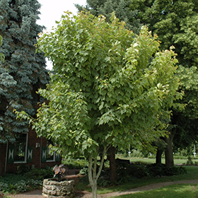Plant Photo 1