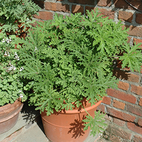 Plant Photo 10