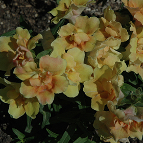 Plant Photo 7