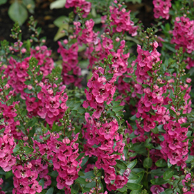 Plant Photo 6