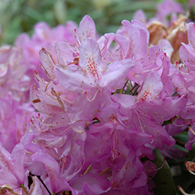 Plant Photo 3