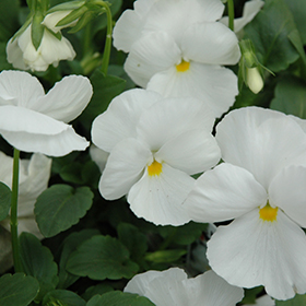Plant Photo 8