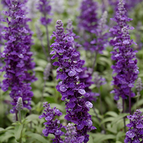 Plant Photo 6
